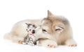 Alaskan malamute puppy licks a kitten. isolated on white Royalty Free Stock Photo