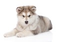 Alaskan malamute puppy lying. isolated on white background Royalty Free Stock Photo