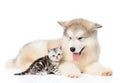 Alaskan malamute puppy lying with tiny kitten. isolated on white Royalty Free Stock Photo