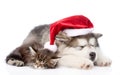 Alaskan malamute puppy and maine coon kitten with red santa hat. isolated on white Royalty Free Stock Photo