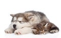 Alaskan malamute puppy and maine coon kitten sleeping together. isolated on white Royalty Free Stock Photo