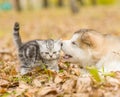 Alaskan malamute puppy playing with a kitten, biting its tail in autumn park Royalty Free Stock Photo