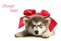 Alaskan malamute puppy with red bow Royalty Free Stock Photo