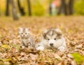 Alaskan malamute puppy and scottish kitten lying together in autumn park Royalty Free Stock Photo