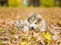 Alaskan malamute puppy and scottish kitten lying together in autumn park Royalty Free Stock Photo