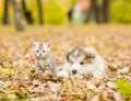 Alaskan malamute puppy and scottish kitten lying together in autumn park Royalty Free Stock Photo