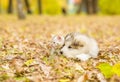 Alaskan malamute puppy and scottish kitten lying together in autumn park Royalty Free Stock Photo