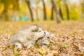 Alaskan malamute puppy and scottish kitten lying together in autumn park Royalty Free Stock Photo