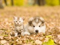 Alaskan malamute puppy and scottish kitten lying together in autumn park Royalty Free Stock Photo