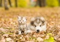 Alaskan malamute puppy and scottish kitten lying together in autumn park Royalty Free Stock Photo