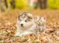 Alaskan malamute puppy and scottish kitten lying together in autumn park Royalty Free Stock Photo