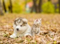 Alaskan malamute puppy and scottish kitten lying together in autumn park Royalty Free Stock Photo