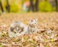 Alaskan malamute puppy and scottish kitten together in autumn pa Royalty Free Stock Photo