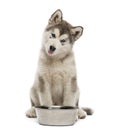 Alaskan Malamute puppy sitting with a bowl Royalty Free Stock Photo