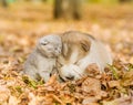 Alaskan malamute puppy sleep with kitten on the autumn foliage in the park Royalty Free Stock Photo