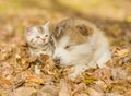 Alaskan malamute puppy sleep with tabby kitte on the autumn foliage in the park Royalty Free Stock Photo