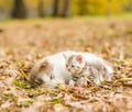 Alaskan malamute puppy sleep with tabby kitten on the autumn fol Royalty Free Stock Photo