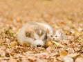 Alaskan malamute puppy sleep with tabby kitten on the autumn foliage in the park Royalty Free Stock Photo