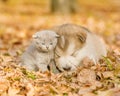 Alaskan malamute puppy sleep with tabby kitten on the autumn foliage in the park Royalty Free Stock Photo