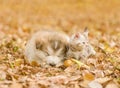 Alaskan malamute puppy sleep with tabby kitten on the autumn foliage in the park Royalty Free Stock Photo