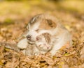 Alaskan malamute puppy sleep with tabby kitten on the autumn foliage in the park Royalty Free Stock Photo