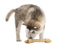 Alaskan Malamute puppy smelling a bone Royalty Free Stock Photo