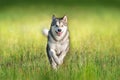 Alaskan malamute in motion