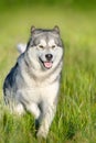 Alaskan malamute running Royalty Free Stock Photo