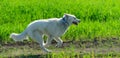 Alaskan Malamute runs