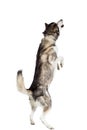 Alaskan Malamute sitting in front of white background Royalty Free Stock Photo