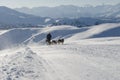 Alaskan malamute sleddog in Alps. Nockberge-longtrail Royalty Free Stock Photo