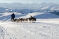 Alaskan malamute sleddog in Alps. Nockberge-longtrail Royalty Free Stock Photo