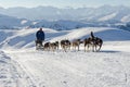 Alaskan malamute sleddog in Alps. Nockberge-longtrail