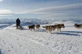 Alaskan malamute sleddog in Alps. Nockberge-longtrail Royalty Free Stock Photo