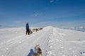 Alaskan malamute sleddog in Alps. Up to mountain peaks Royalty Free Stock Photo