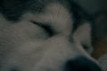 Alaskan malamute snout closeup