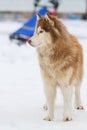 Alaskan Malamute snow Royalty Free Stock Photo