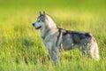 Alaskan malamute standing Royalty Free Stock Photo