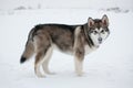 Alaskan Malamute stands