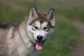 Alaskan Malamute portrait