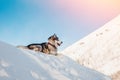 Alaskan Malamute, walks Royalty Free Stock Photo