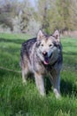 Alaskan Malamute walks in nature