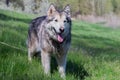 Alaskan Malamute walks in nature