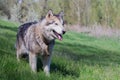 Alaskan Malamute walks in nature