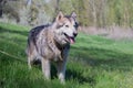 Alaskan Malamute walks in nature