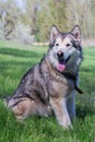 Alaskan Malamute walks in nature