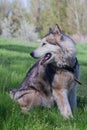 Alaskan Malamute walks in nature