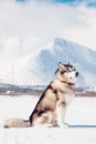 Alaskan Malamute, walks