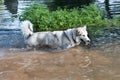 Alaskan malamute in water Royalty Free Stock Photo