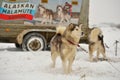 Alaskan malamutes